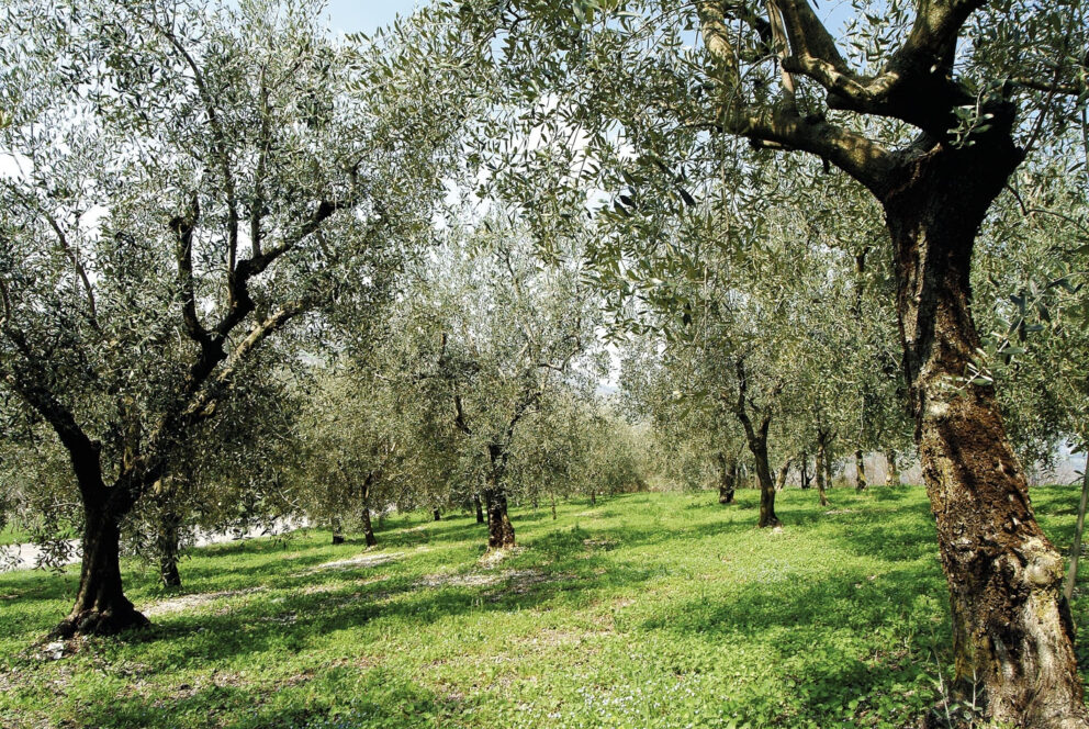 A Palermo olive e oli d’Italia, con dimostrazione di molitura delle olive a freddo per Zagara d’Autunno