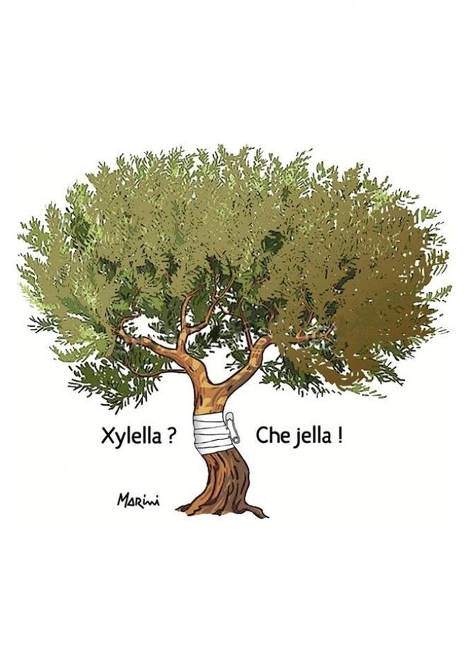 Xylella, tanto folclore