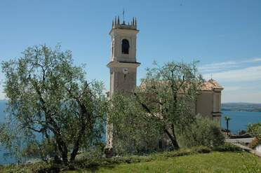Gli alberi di olivo del Garda, testimoni della storia