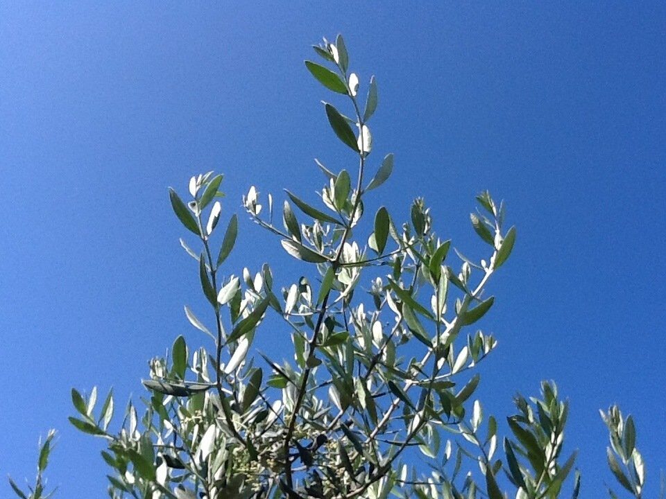 Gli olivi d’Istria in dieci scatti