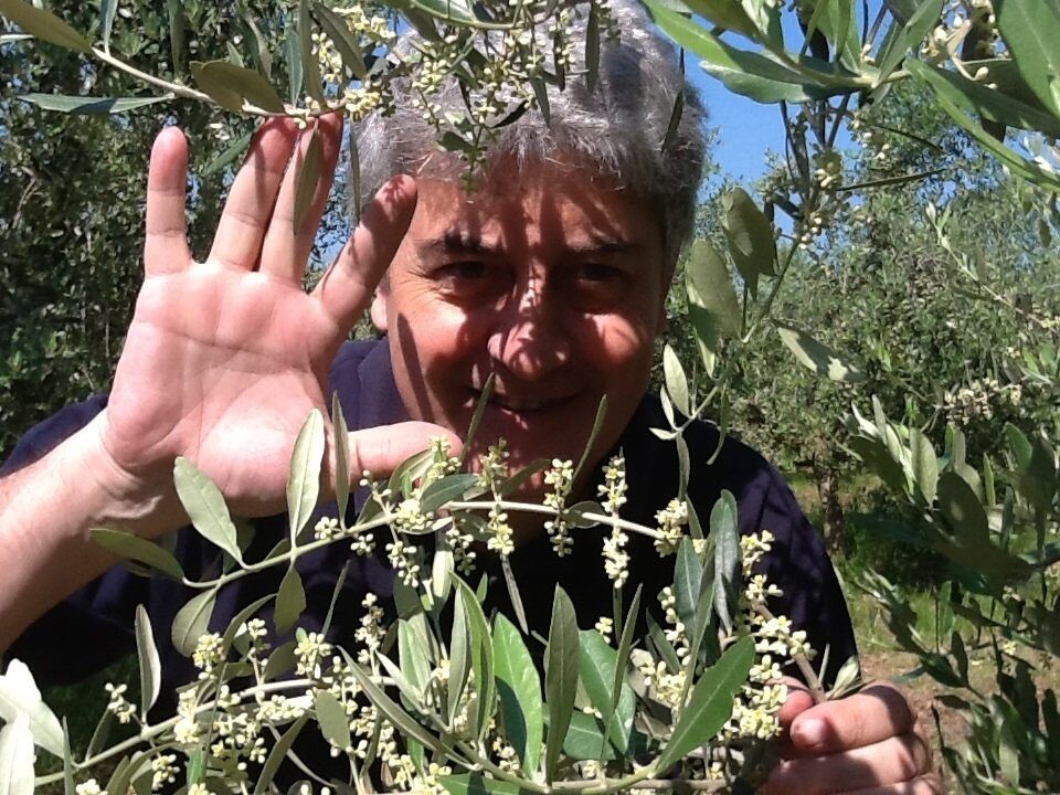 Un’estate senza l’urlo degli olivi per la grande sete