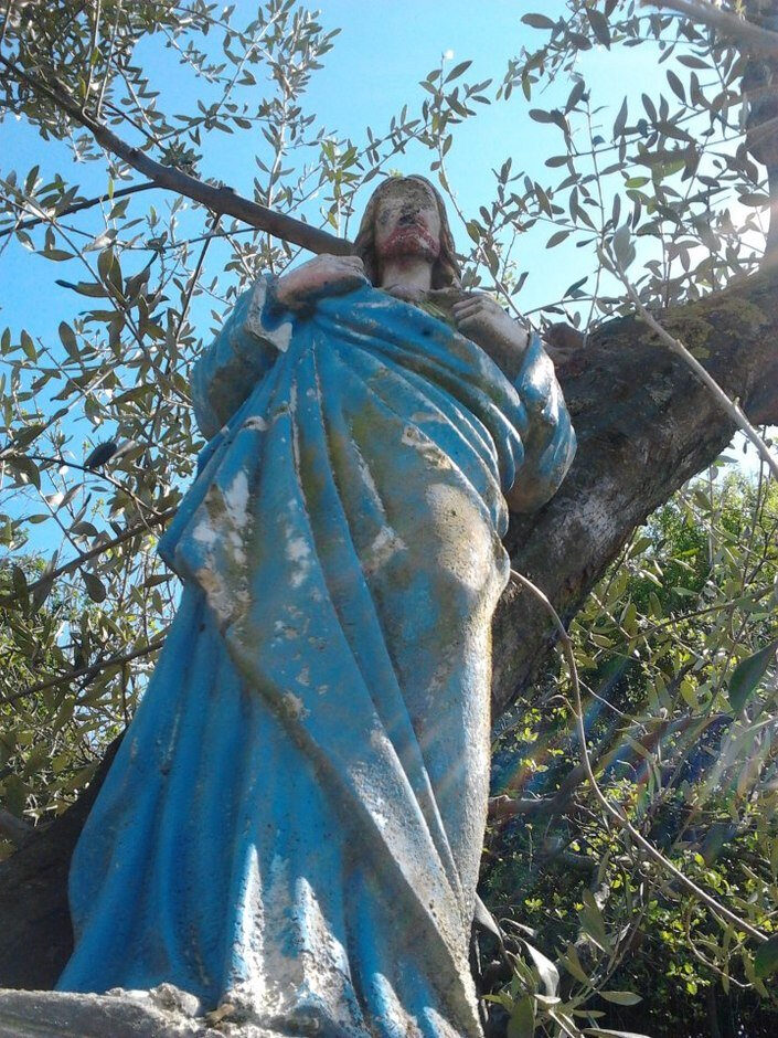 Lo sguardo benedicente tra gli olivi