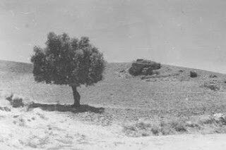 Per la pianura cammina un olivo