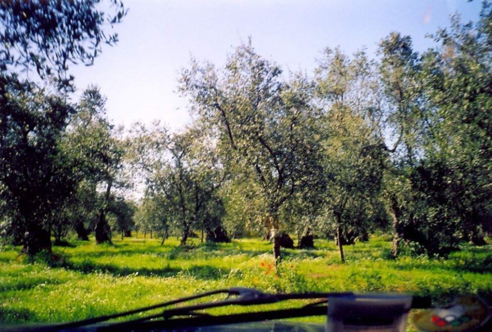 Gli olivi si infittiscono, sotto un cielo invaso dal sole