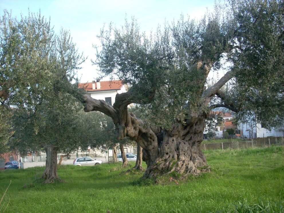 Nella “Casa del vento”, con lo sguardo aperto sugli olivi
