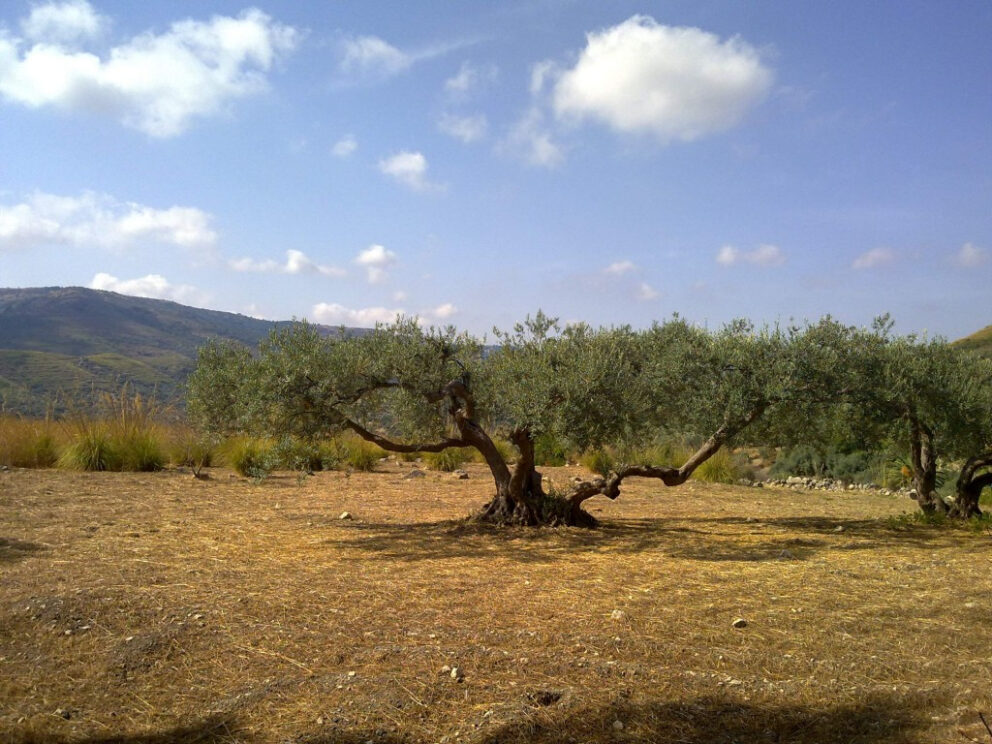 Il silenzio tra gli olivi
