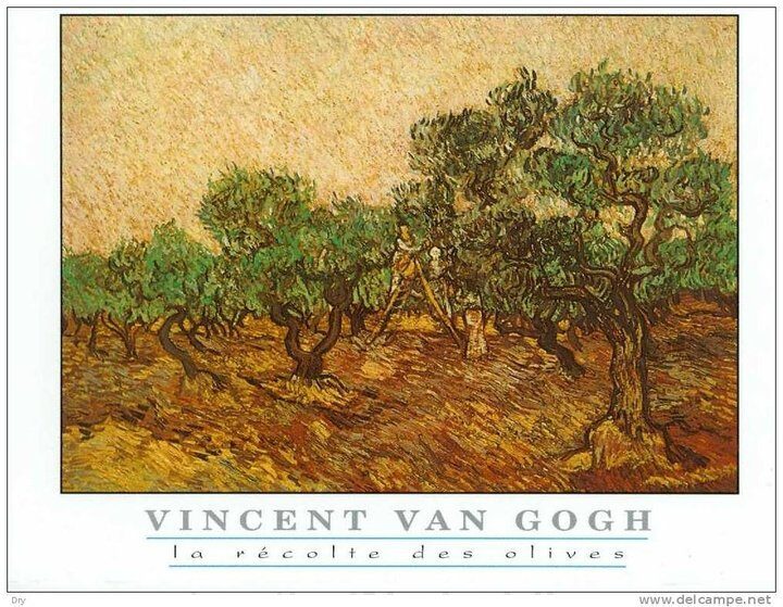 Lo sguardo di Vincent sugli olivi