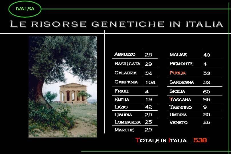 Olivi d’Italia. Un ricco e nutrito germoplasma