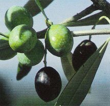 Giallo dai riflessi verdolini, per un filo d’olio da olive Rumignana