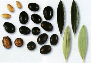 Spuma di olive nere
