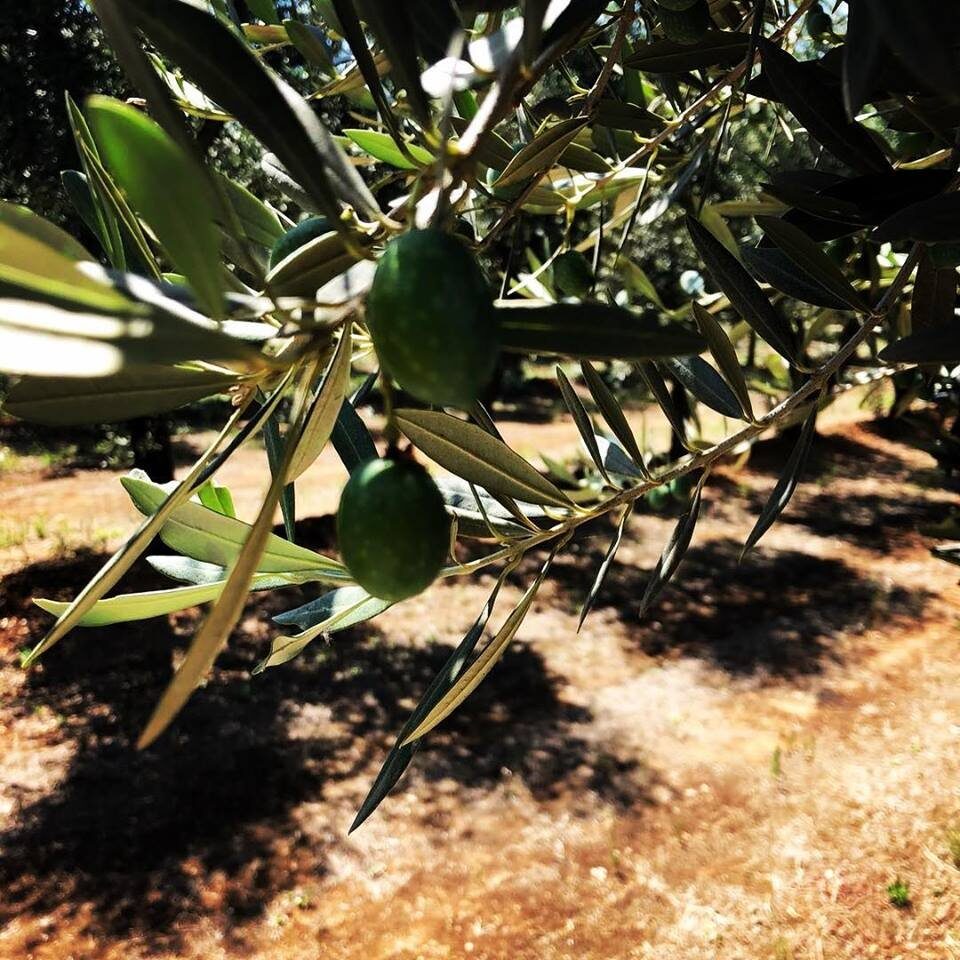 La burocrazia crea ostacoli all’agricoltura, contratti a stranieri a rischio