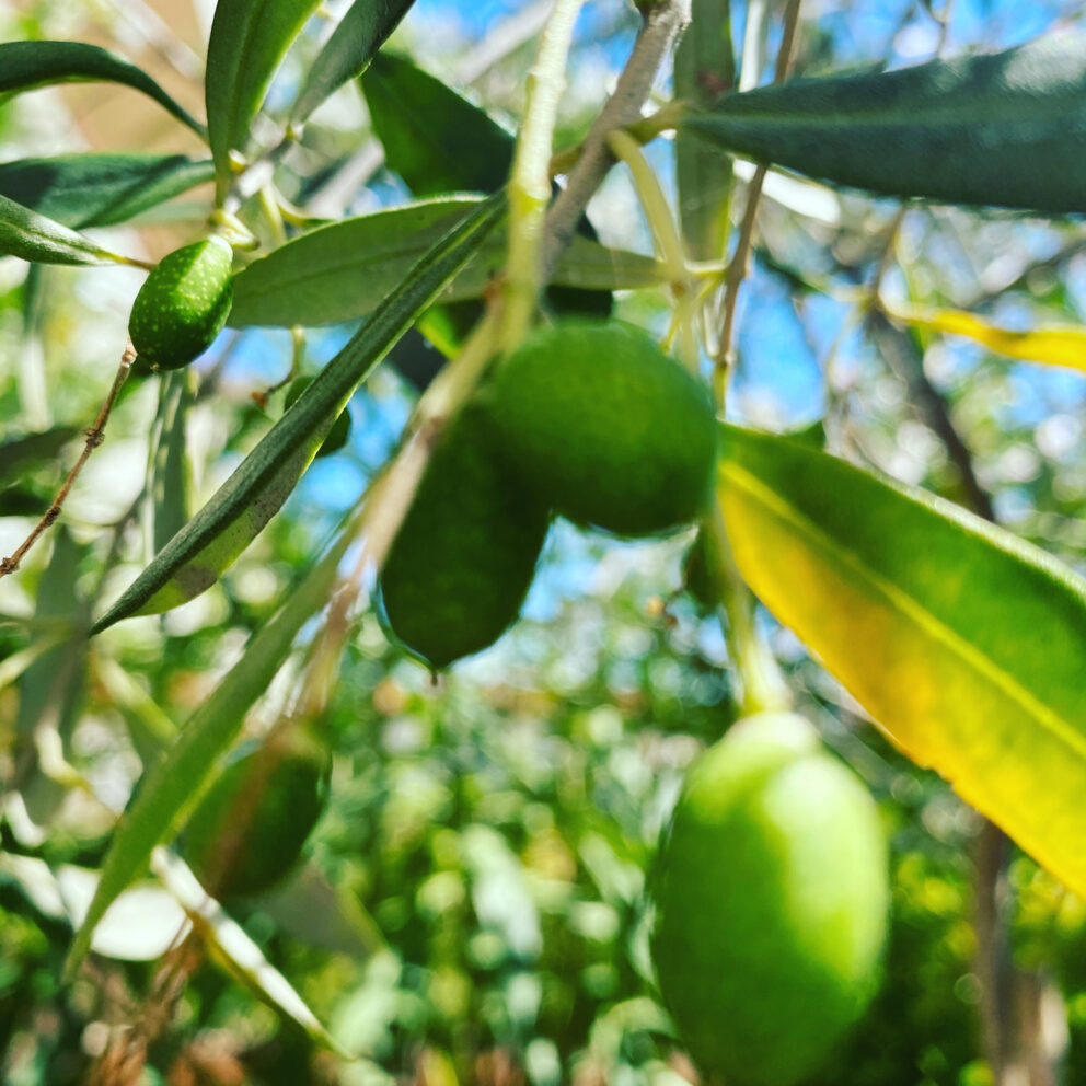 Gli agricoltori non avvelenano la collettività e l’ambiente