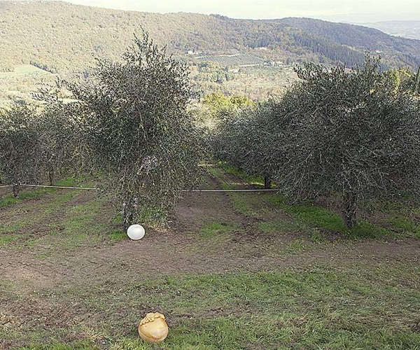 A Fiesole, una camminata d’arte tra gli olivi