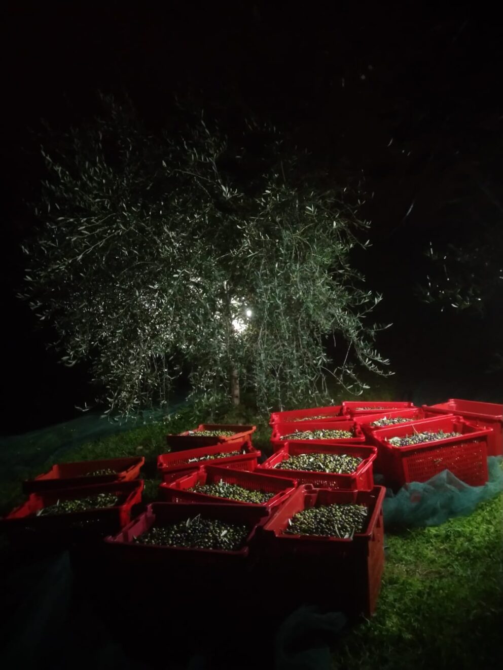 La raccolta notturna delle olive in Liguria