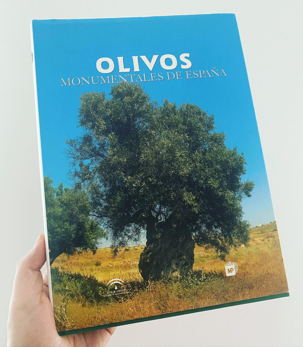 In Spagna ci sono olivi monumentali magnifici