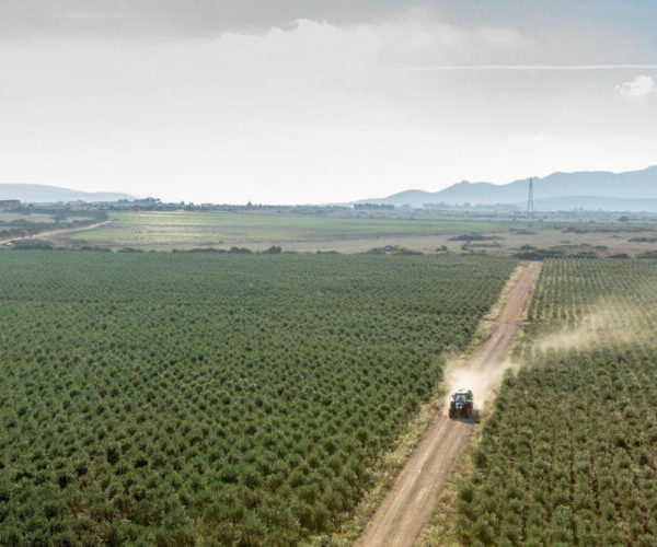 Perché in Italia sono in tanti a odiare la coltivazione super intensiva degli olivi?