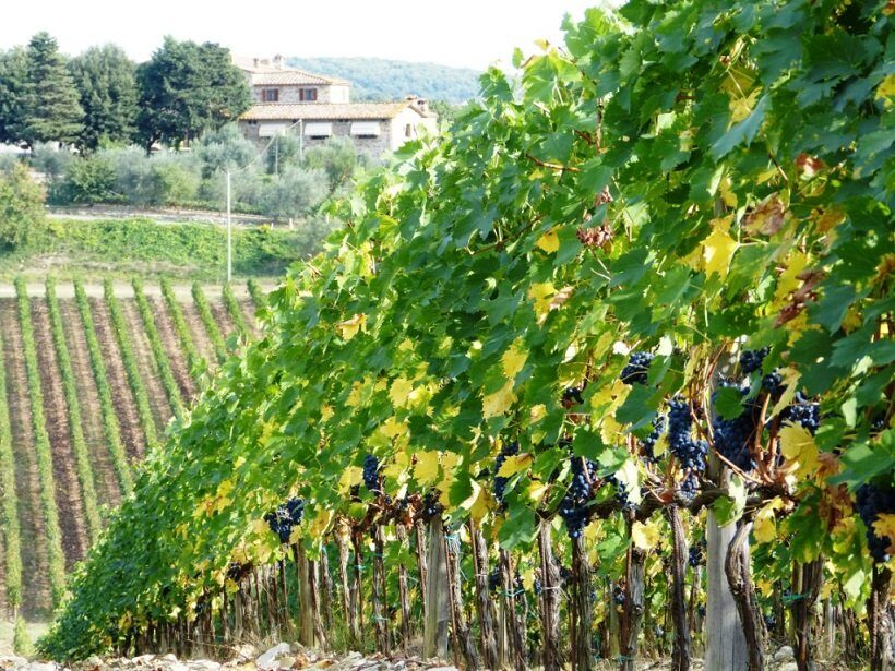 La sfida dei sistemi di viticoltura intensiva