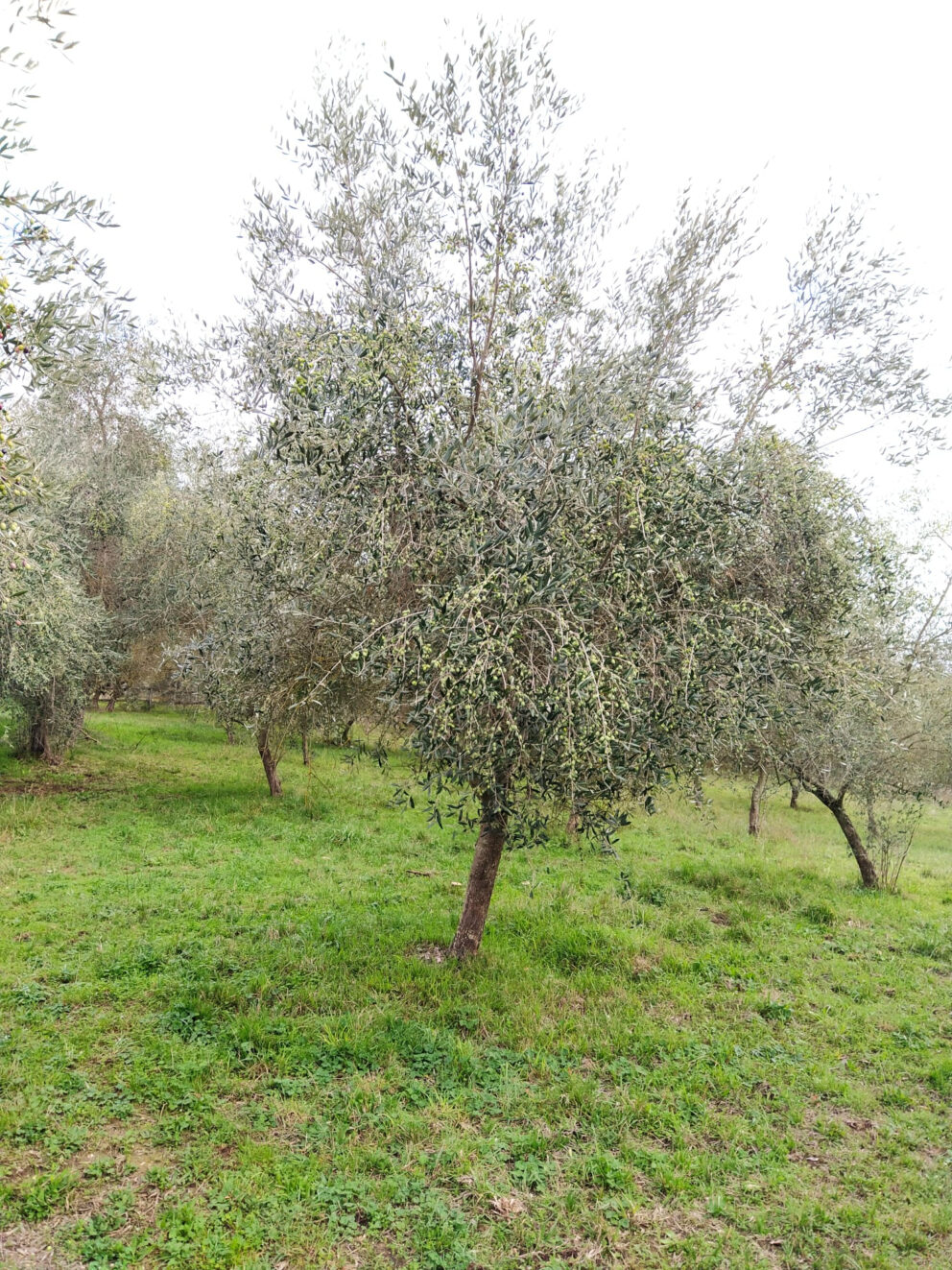 Le tradizioni olivicole toscane da salvaguardare