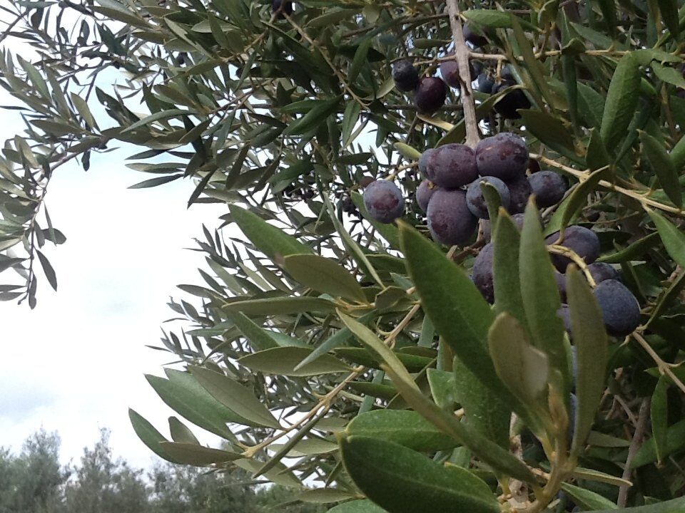 La dignità dell’olivo