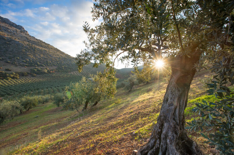 Quattro borse di studio a favore della ricerca sull’olio da olive. Una iniziativa Istituto Nutrizionale Carapelli