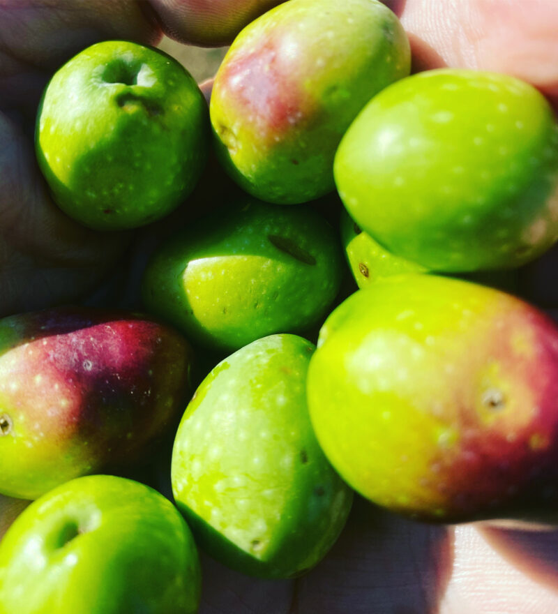 Le olive sono dei perfetti indicatori di autenticità dell’extra vergine