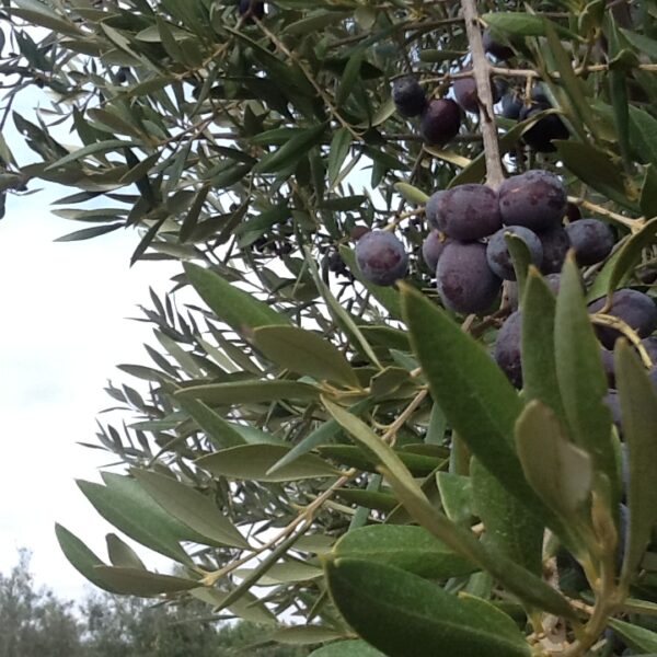 I cambiamenti climatici come prima causa della scarsa raccolta delle olive spagnole