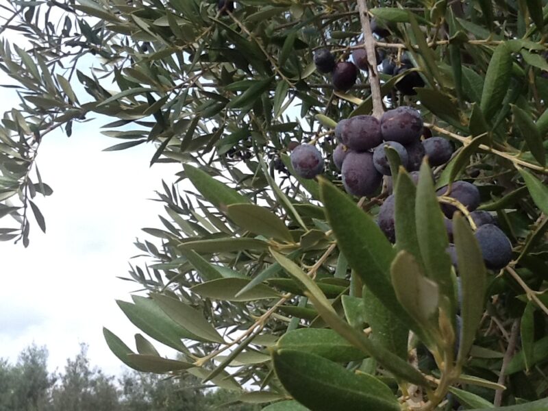 I cambiamenti climatici come prima causa della scarsa raccolta delle olive spagnole