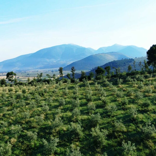 L’olivicoltura incontra un algoritmo per un nuovo sistema di irrigazione
