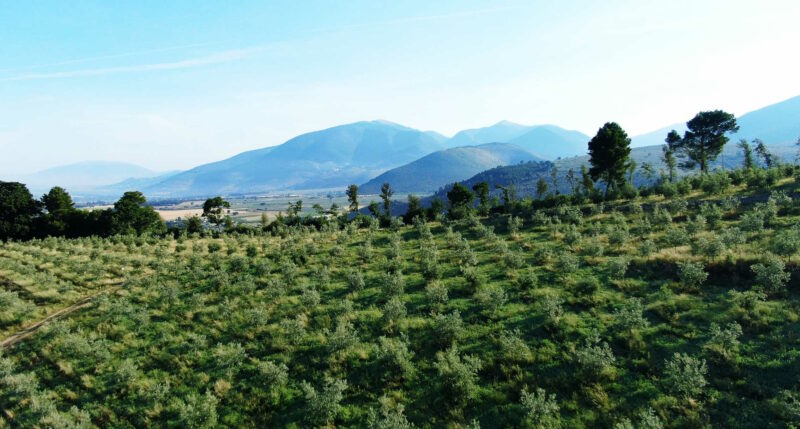 L’olivicoltura incontra un algoritmo per un nuovo sistema di irrigazione
