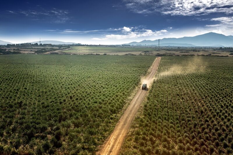 L’olio Sardegna Dop sul podio del Premio Ercole Olivario