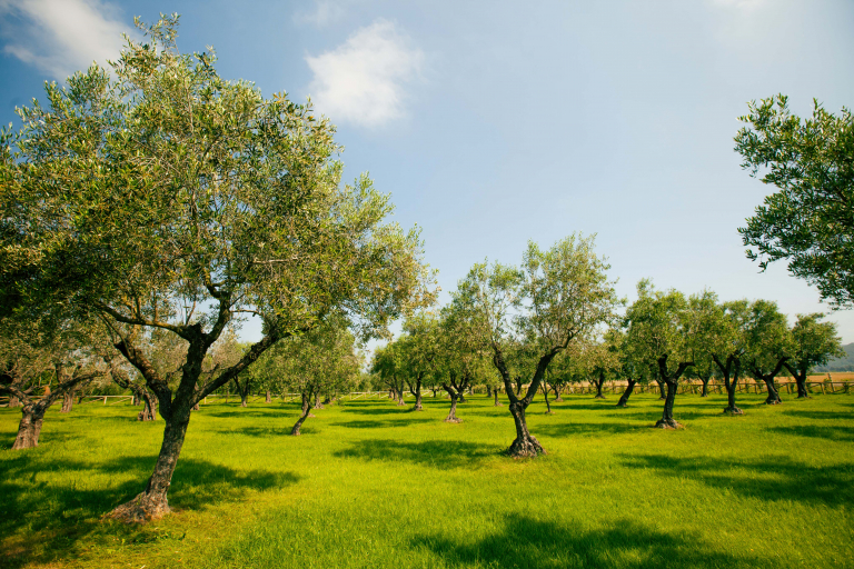 Orgoglio per Salov all’Olive Oil Awards di Zurigo