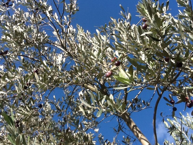 Sono a disposizione 300 milioni per l’attuazione del piano di rigenerazione olivicola della Puglia