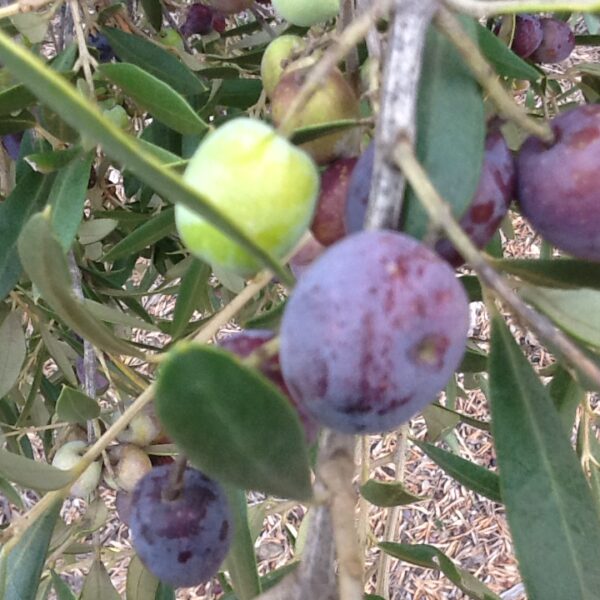 Come si misura la sostenibilità dei processi in olivicoltura?