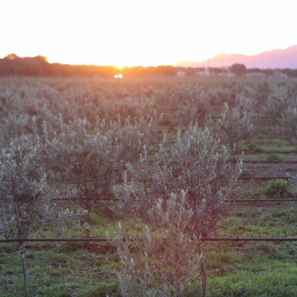 Salvaguardare gli olivi è sinonimo di benessere del paesaggio
