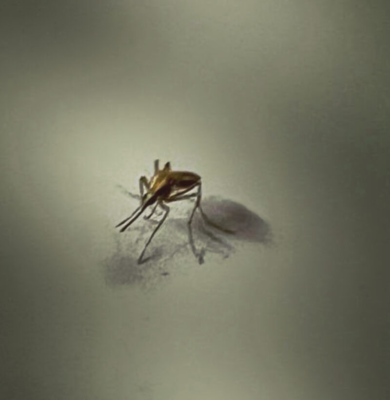 È possibile ridurre la trasmissione della malaria osservando l’accoppiamento delle zanzare?