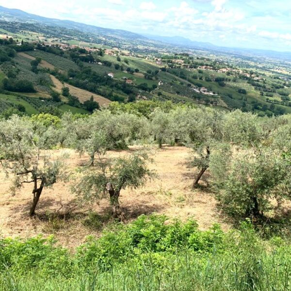 Fare olivicoltura d’alta quota significa credere nel valore del luogo e dell’identità