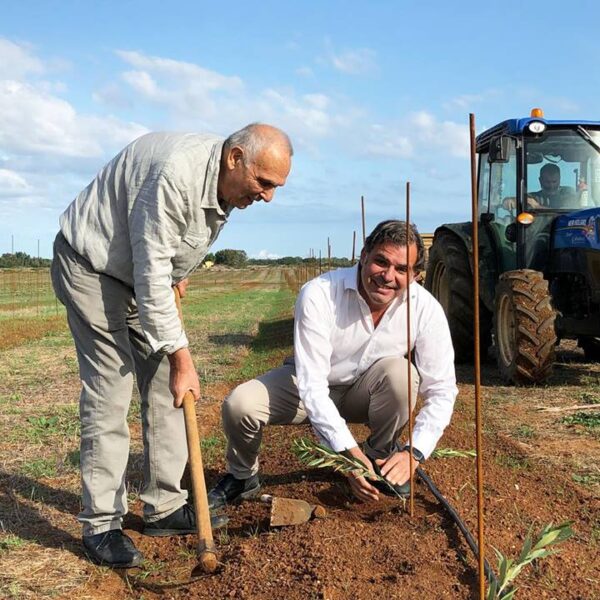 Perché è bene prediligere le produzioni vivaistiche di olivi certificati?