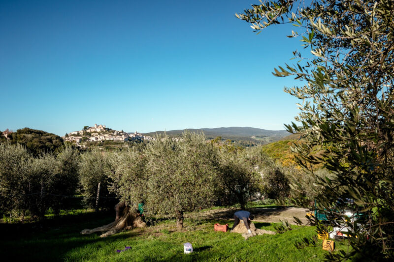 L’Umbria ha tutte le carte in regola per essere un laboratorio di oleoturismo