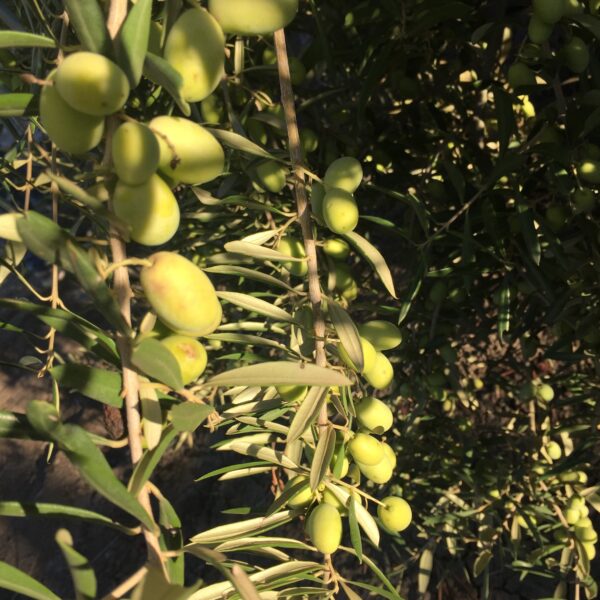 La gestione degli oliveti per far fronte ai cambiamenti climatici