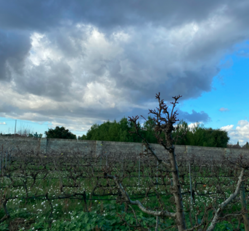 Nuove pratiche fatte su misura per ridurre i nutrienti nei terreni agricoli