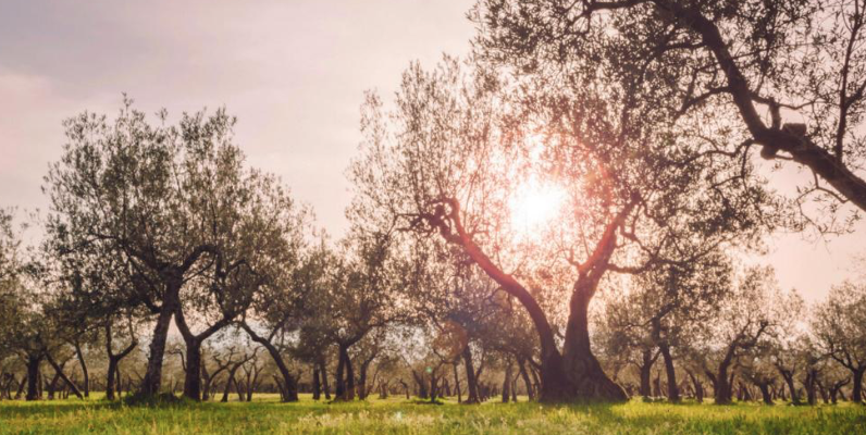 La sostenibilità? È il principio guida per un nuovo comparto oleario