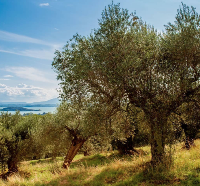 Perché adottare un olivo è un gesto d’amore verso l’ambiente