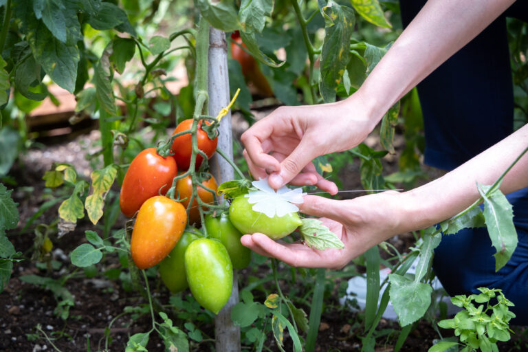 Sensori_piante_pomodoro in campo