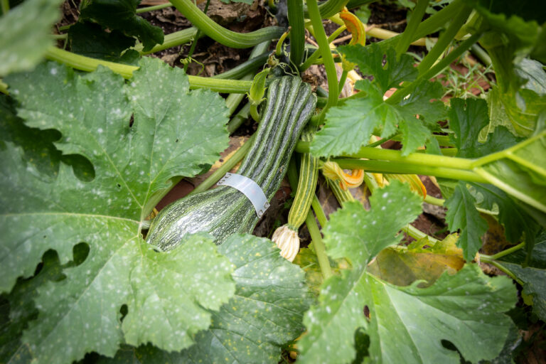 Sensori_piante_zucchine in campo