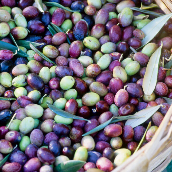 Il commercio di olio e olive da mensa in numeri