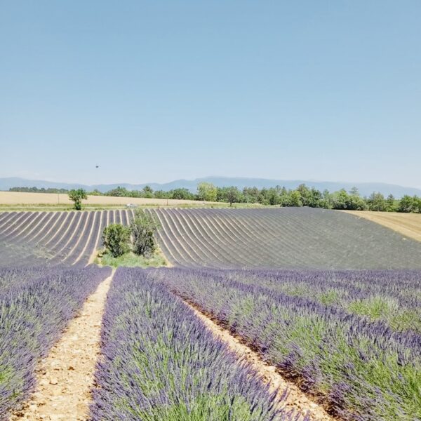 Nell’ultimo numero della Rivista delle sostanze grasse focus sugli oli essenziali di lavanda