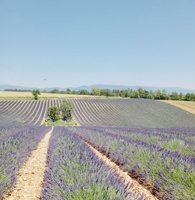 Nell’ultimo numero della Rivista delle sostanze grasse focus sugli oli essenziali di lavanda