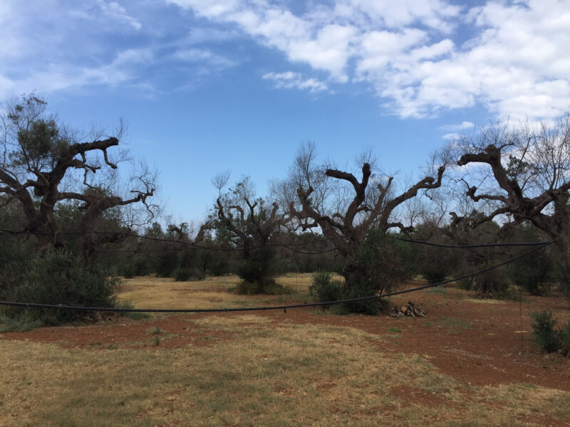 Dieci anni di Xylella: è ora di fare il punto sullo stato della ricerca