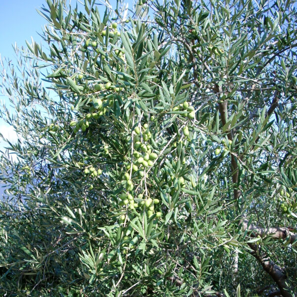 Si allarga sempre di più la rete Coi del germoplasma