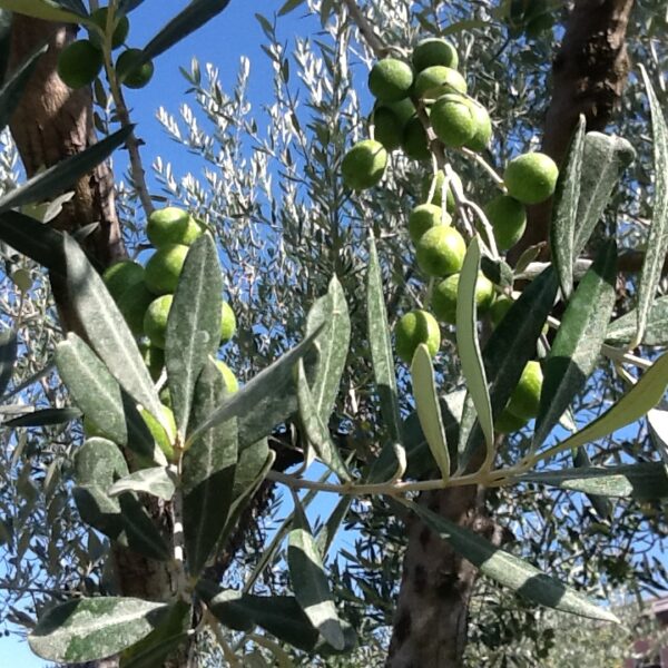 Quali prospettive per l’olivicoltura iraniana?